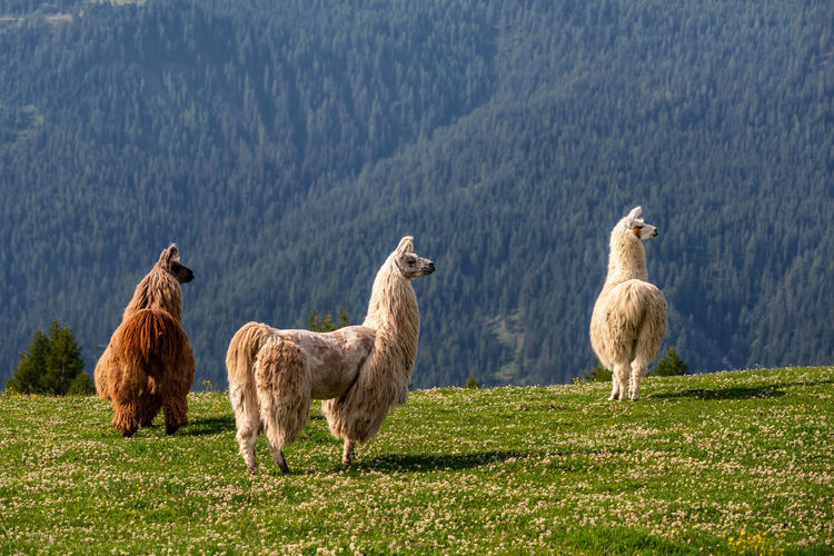 Llamas in the meadow in mountains