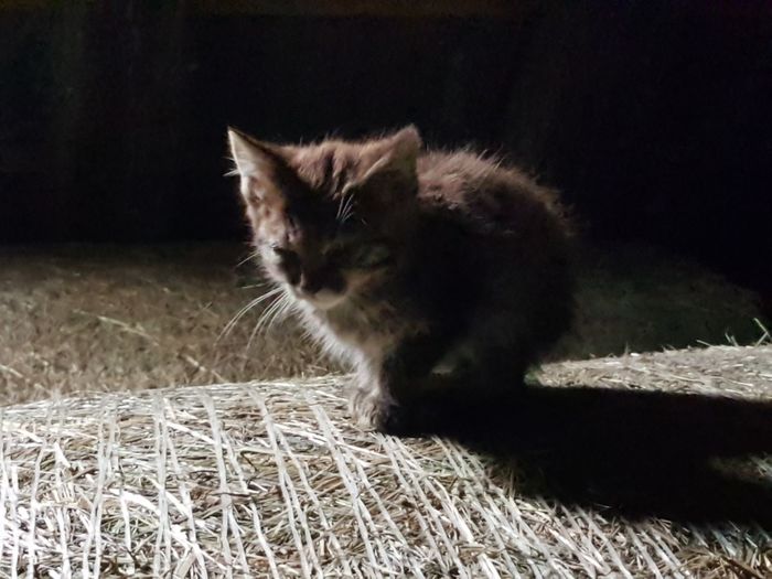 Close-up of cat
