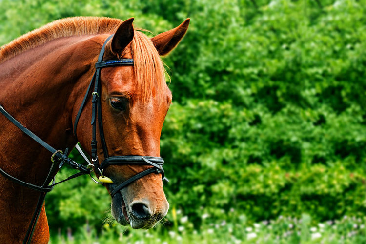 Close-up of horse on grass