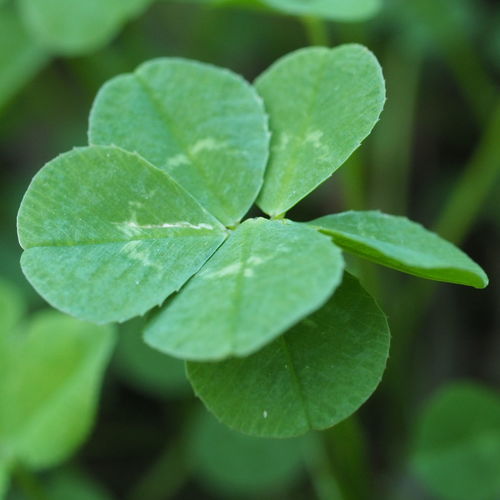 Close-up of clover six leaves