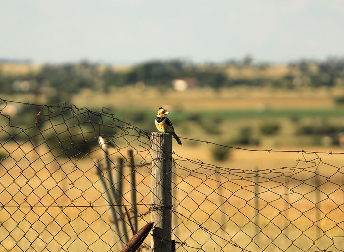The coppersmith barbet psilopogon haemacephalus sitting on a fence