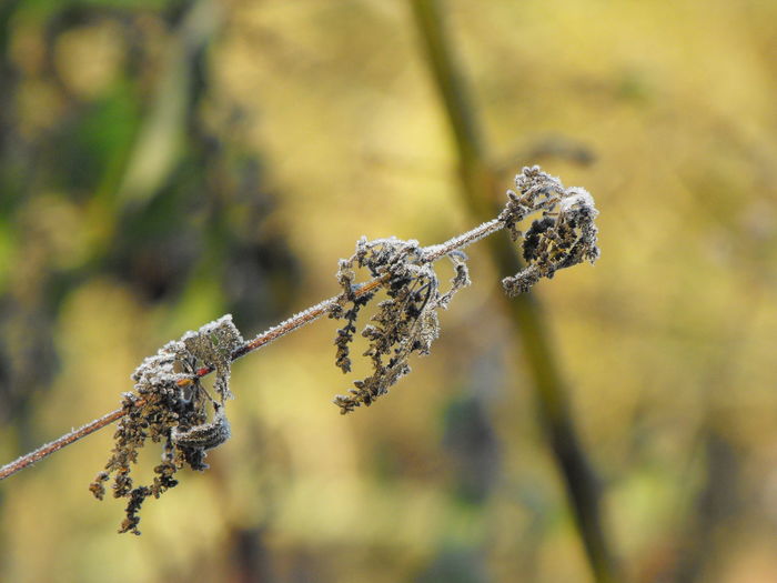 Close-up of frozen nettle plant