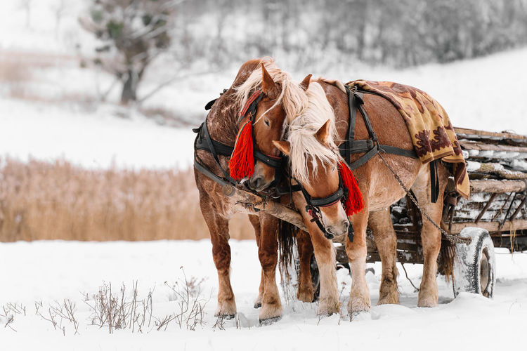 Panoramic view of horses on snowy field