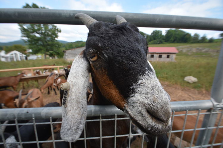 Close-up of goat seen through fence