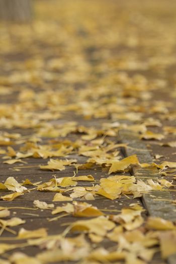 Close-up of yellow maple leaves on footpath