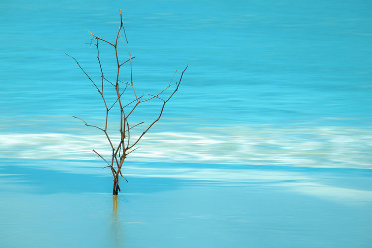 Bare tree by sea against blue sky