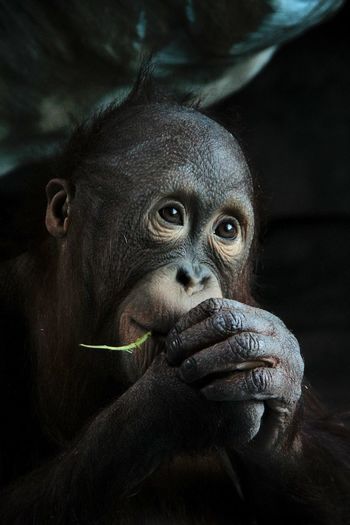 Close-up of chimpanzee looking away
