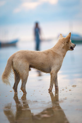 Dog walking on beach