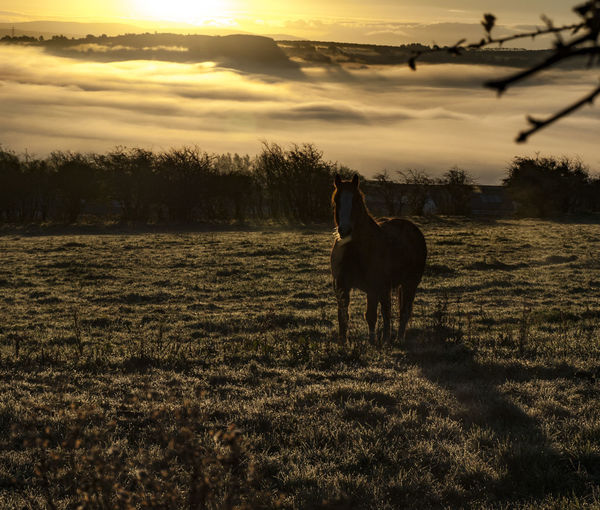 Horse grazing on field against sky during sunset