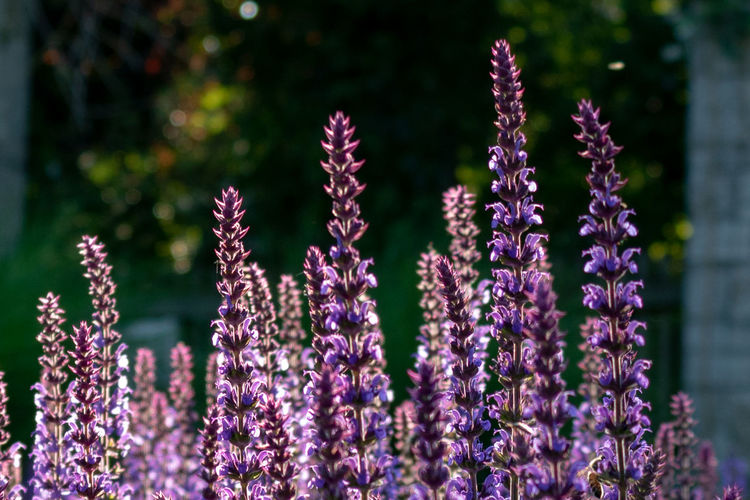 Close-up of purple flowering sage, salvia officinalis