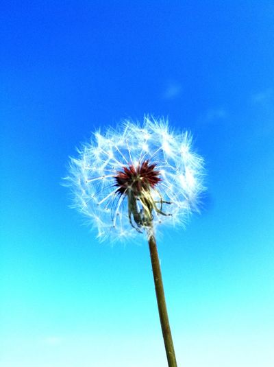 Low angle view of dandelion against blue sky