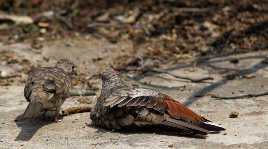 View of birds perching on land