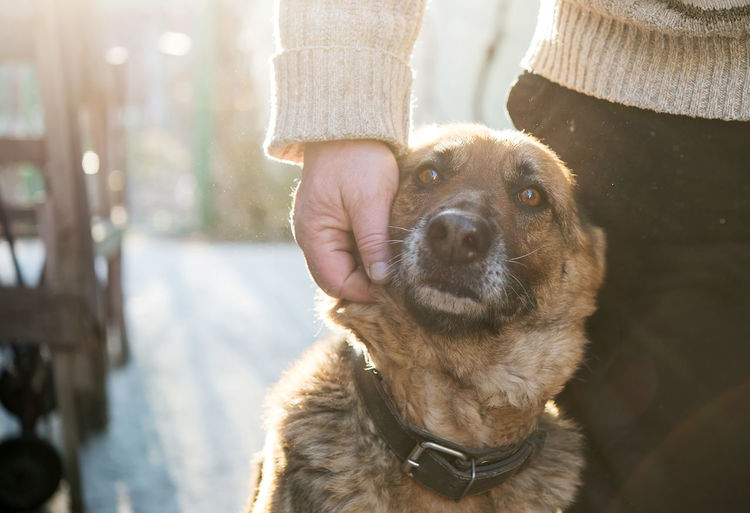 Man and his german shepherd dog