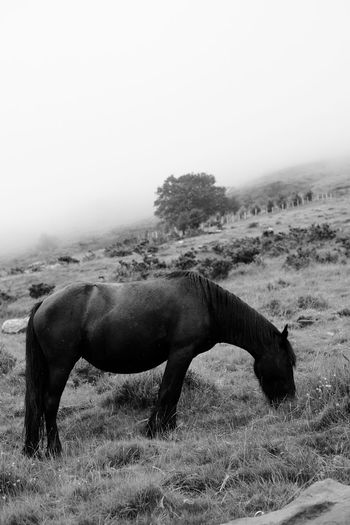 Horse eating grass on landscape