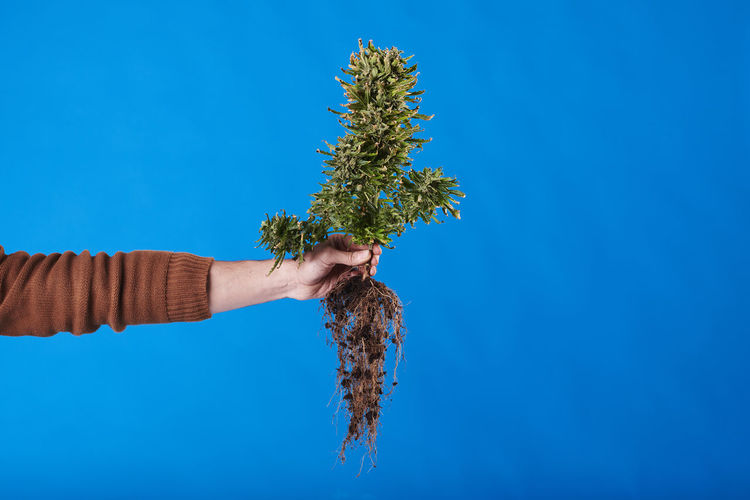 A hand holding a marijuana plant with roots on blue background