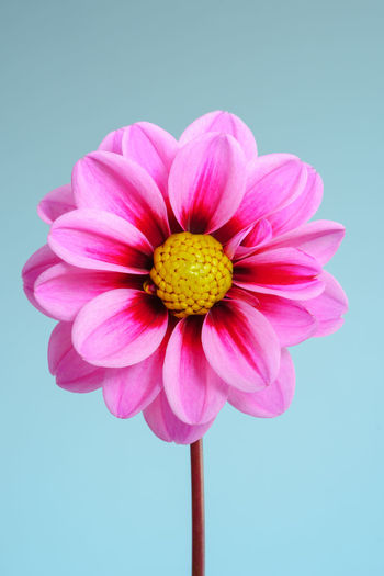 Close-up of pink flower against white background