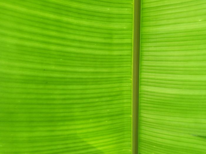 Green banana leaf wallpaper