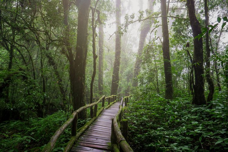 Natural rainforest study path.