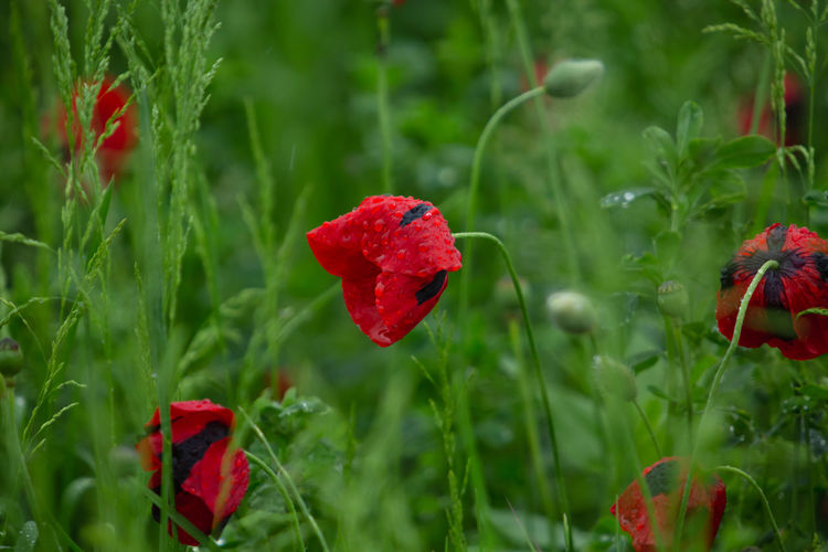 Close-up of red poppy flower on field