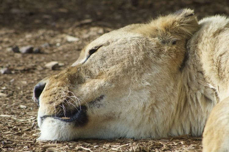 Close-up of a cat lying on land
