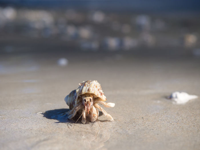 Close-up of crab on sand at beach