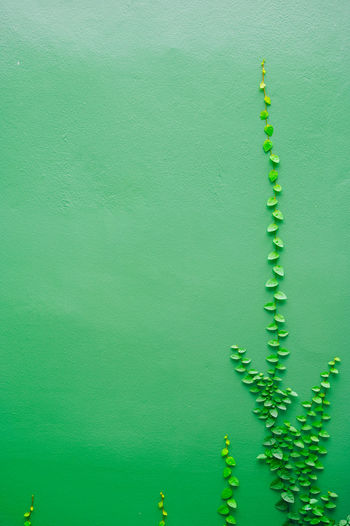 Full frame shot of green wall