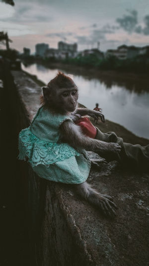 Monkey sitting on a rock