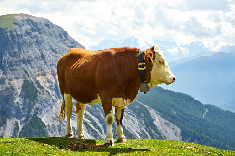 Cow standing in a field