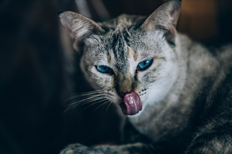 Close-up portrait of a cat