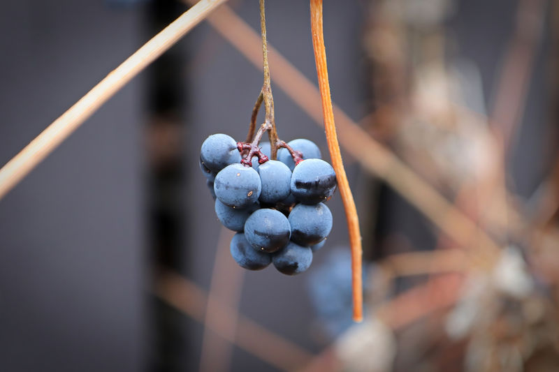 Views of ripe grapes in the fall on bare vine stems