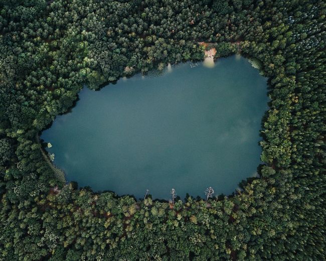 Aerial view of lake amidst trees