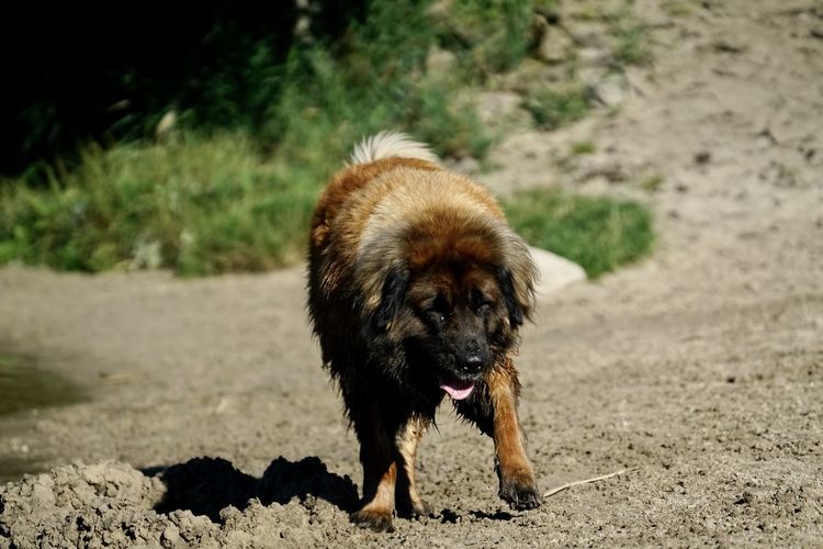 Dog standing on field