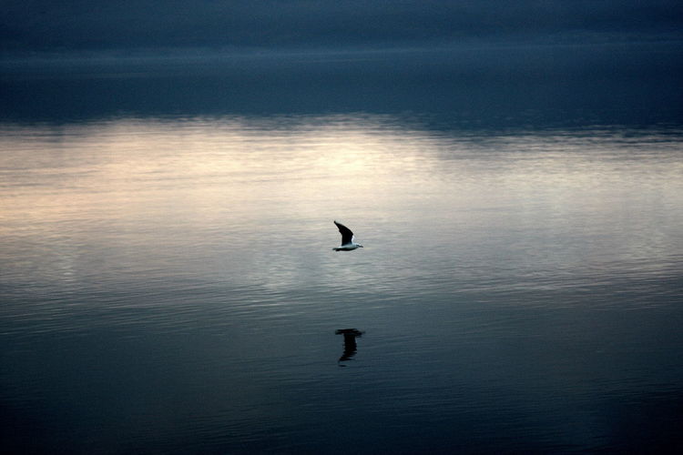 Silhouette birds flying over lake