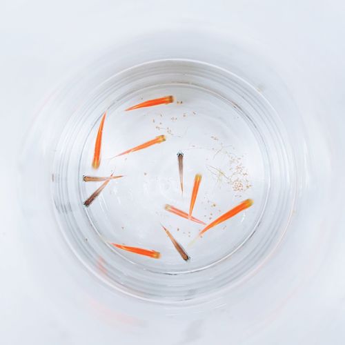 Directly above shot of fish in bowl on table