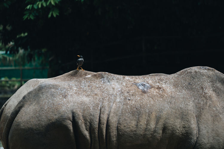 Bird perched on a rhinoceraus