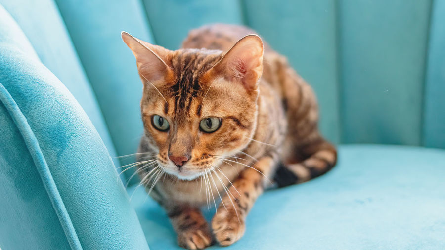 Close-up of cat
