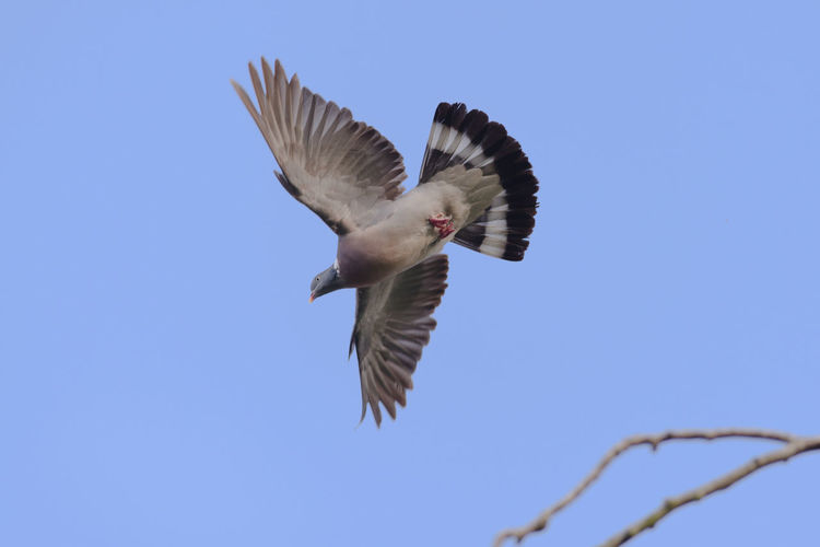 Plain blue sky background behind a flying wild wood pigeon. wings and tail feathers spread