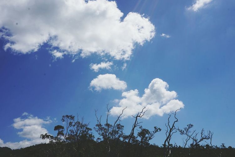 Low angle view of trees against cloudy sky