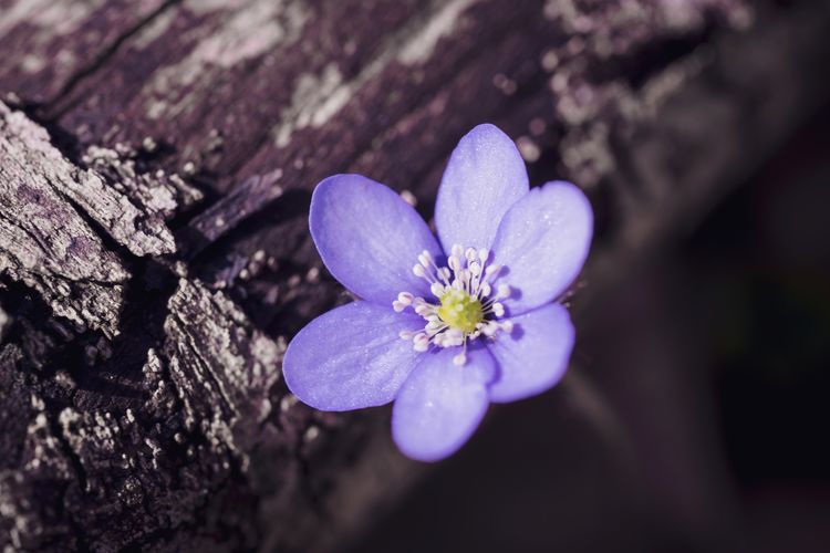 Close-up of purple anemone in spring 