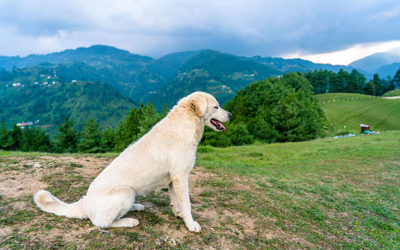 Dog standing on field against mountain