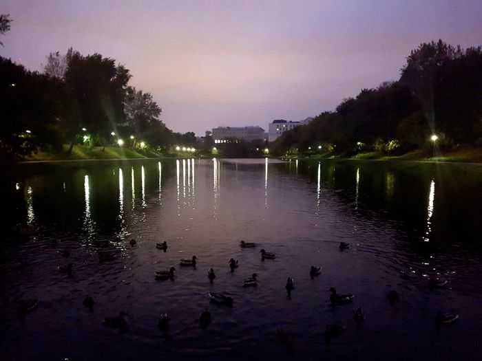 Swans swimming in lake at night