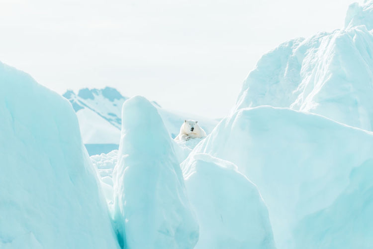 Polar bear resting in the wild, in the arctic
