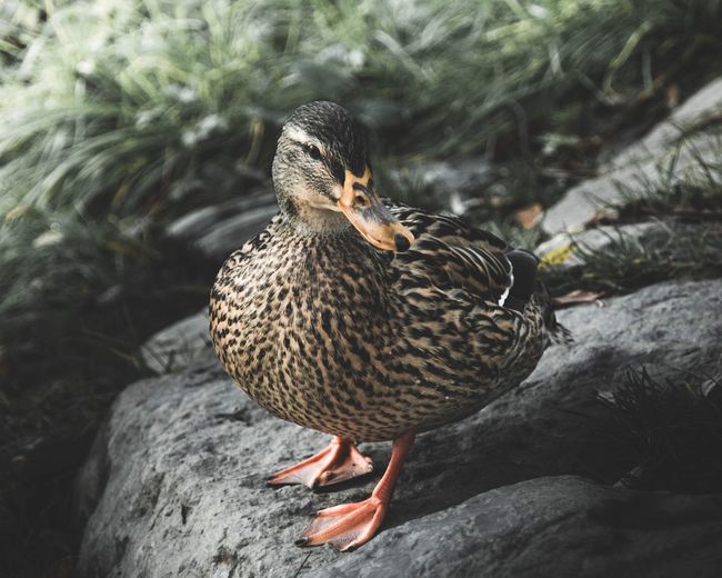 Close-up of duck on rock