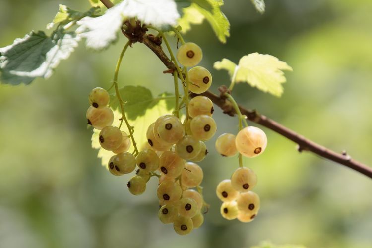 Close-up of berrys on plant