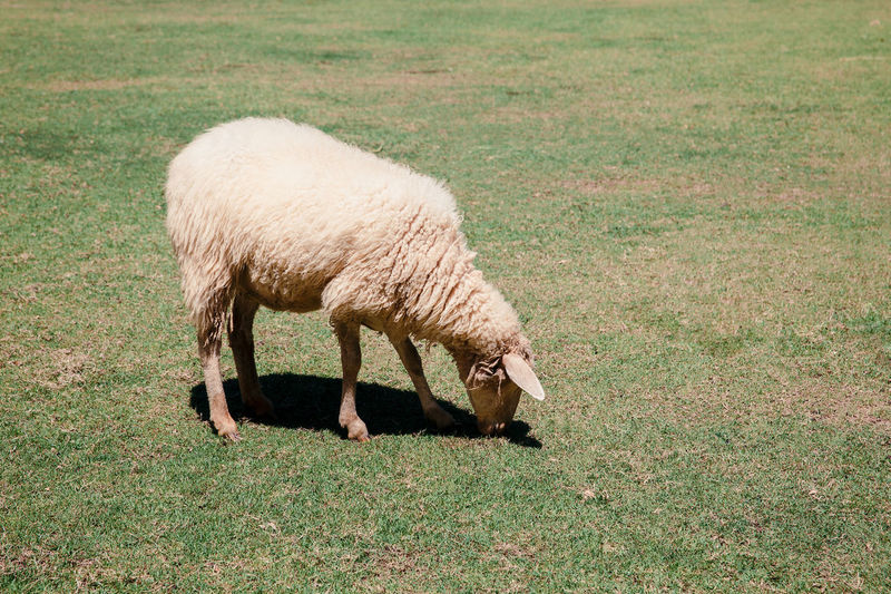 Sheep eating grass on the pasture field in farm