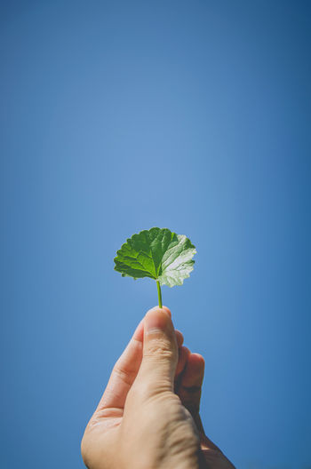 Close-up of hand holding leaf against clear blue sky