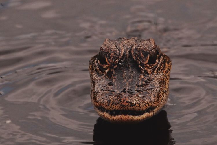 Close-up of alligator in water