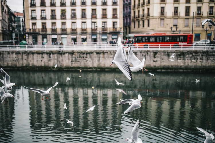 Seagulls flying over lake in city