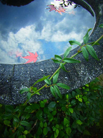 View of plants against cloudy sky
