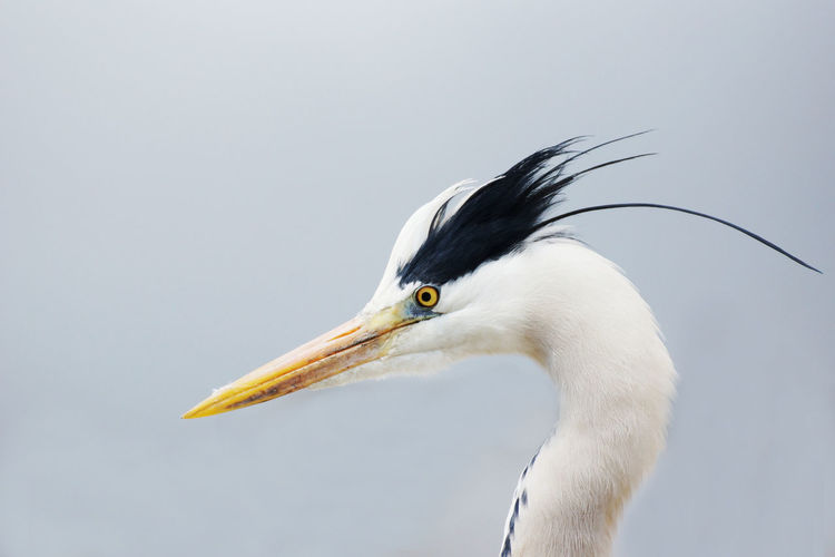 Side view of gray heron
